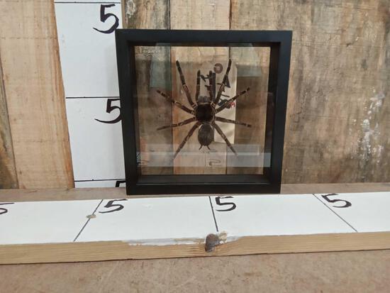 Tarantula Full Body Taxidermy Mount (1 of 5)