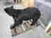 item-135905115=3
