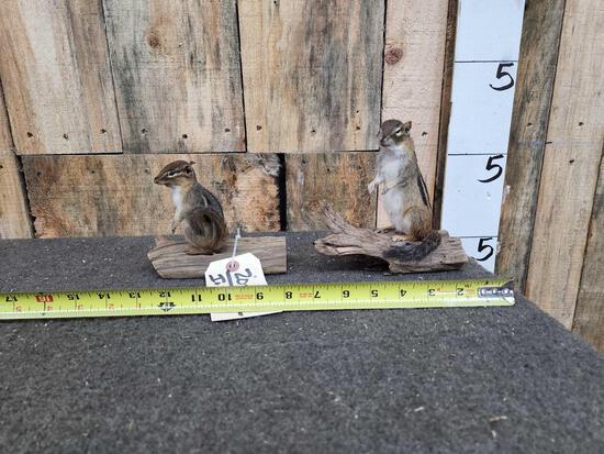 2 Chipmunks Full Body Taxidermy Mounts (1 of 5)