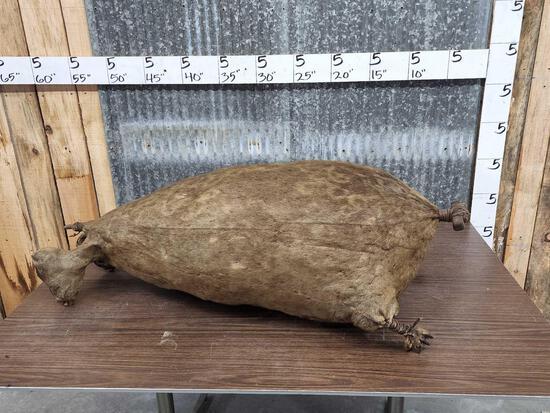 Vintage Seal Skin Eskimo Whaling Float: 41.13 Brought home from Alaska in the 40s by the Hatfield Brothers of St Joe Missouri Very unusual piece for sure We have sold 10s of thousands of Taxidermy items over the years & this is the first on