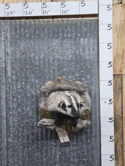 Badger In A Den Half Body Taxidermy Mount: 20.22 Like new / new mount