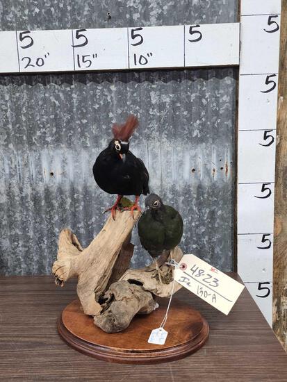 Male & Female Wood Partridge Full Body Bird Taxidermy (1 of 5)