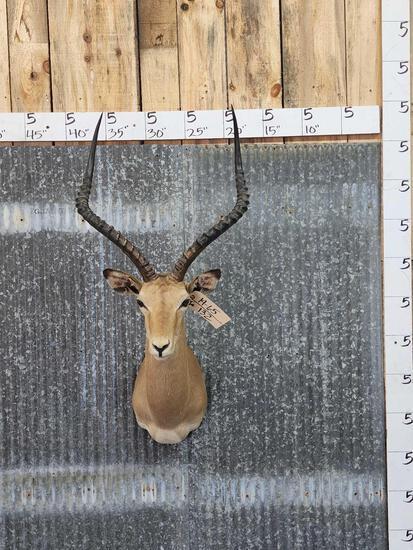 African Impala Shoulder Mount Taxidermy (1 of 3)