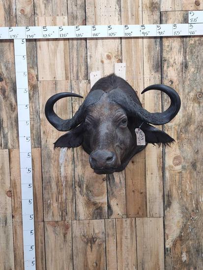 African Cape Buffalo Shoulder Mount Taxidermy (1 of 4)