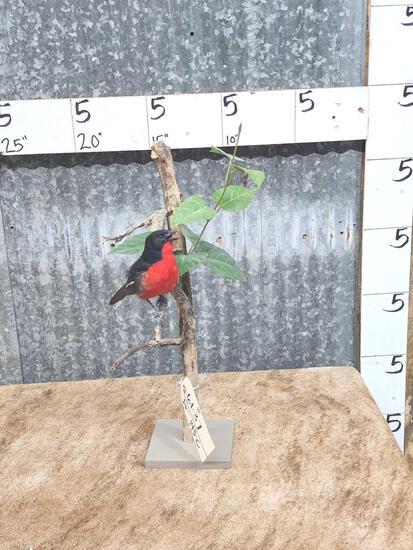 Crimson Breasted Gonolek Shrike Bird Taxidermy (1 of 6)