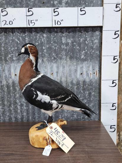 Red Breasted Goose Full Body Bird Taxidermy (1 of 6)