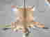 item-135905385=3