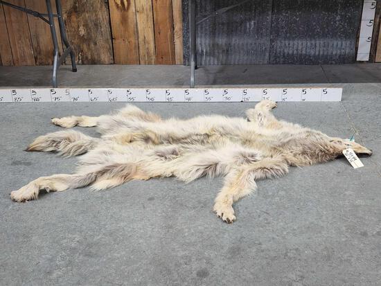Alaskan Wolf Tanned Fur Taxidermy: 47.49 Thick prime fur