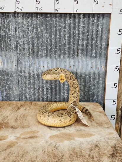 Big Diamondback Rattlesnake Full Body Taxidermy Mount (1 of 5)