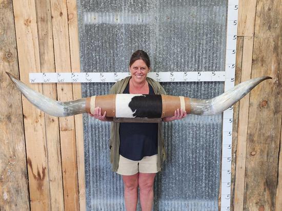 75" Texas Longhorns Taxidermy (1 of 3)