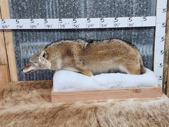 Coyote Full Body Taxidermy Mount (1 of 5)