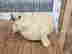 item-136661525=5