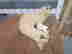 item-136661525=7