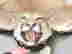 item-137203169=5
