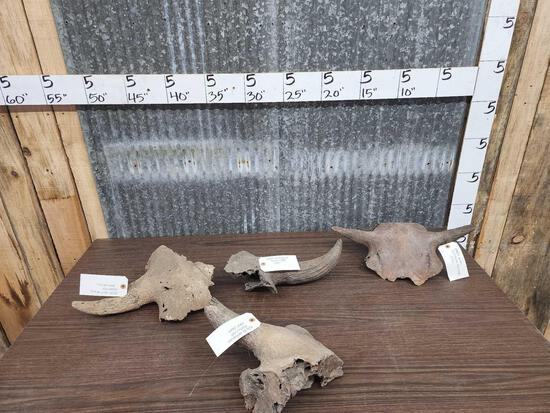Ancient American Bison Buffalo Skull Pieces (1 of 4)