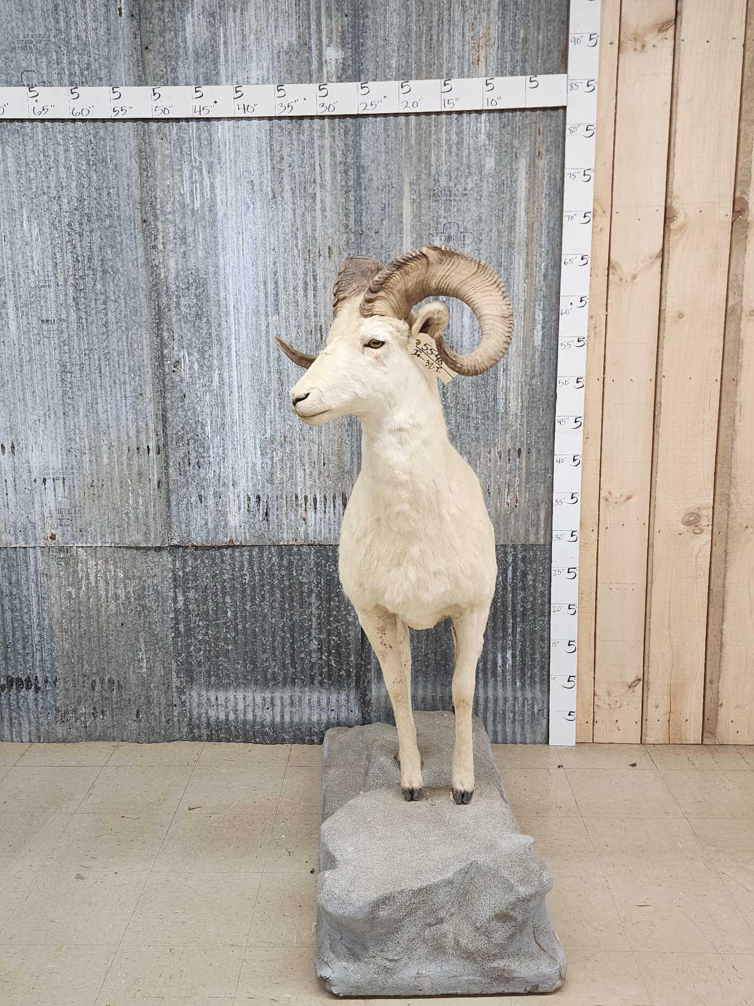 Vintage Alaskan Dall Sheep Full Body Taxidermy Mount Mar 16, 2023 Circle M Auctions in IA