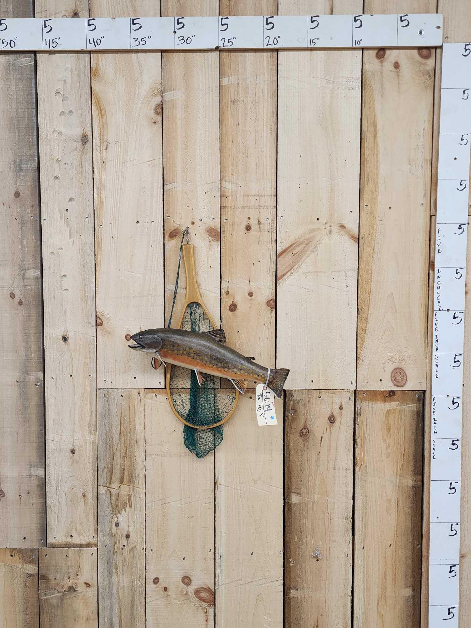 Trout Real Skin Fish Taxidermy: 56.14 Cool mount with dip net