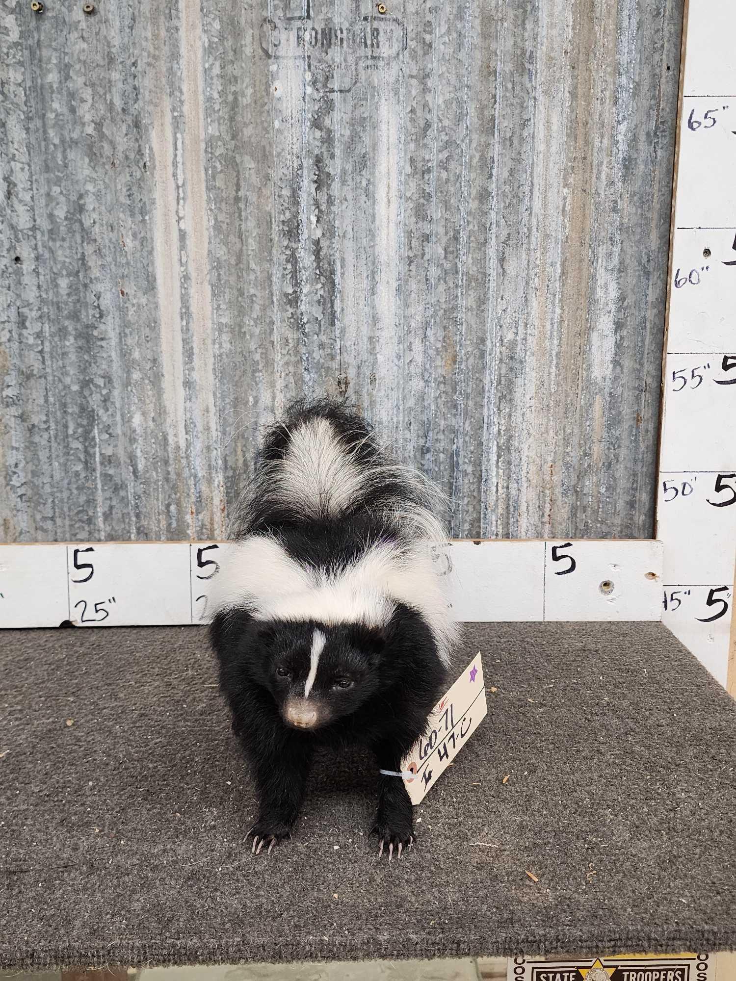 Skunk Full Body Taxidermy Mount: 60.71 Brand new mount cute piece