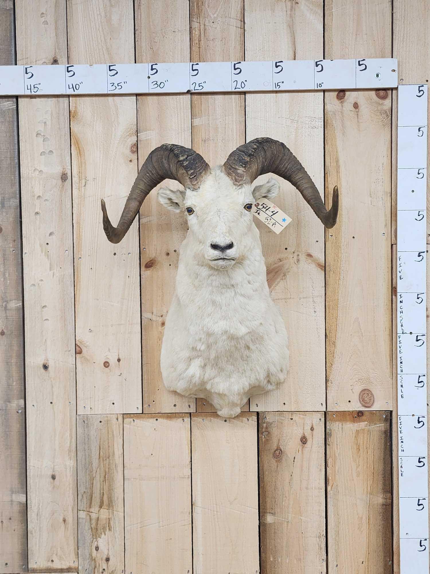 Alaskan Dall Sheep Shoulder Mount Taxidermy (1 of 3)