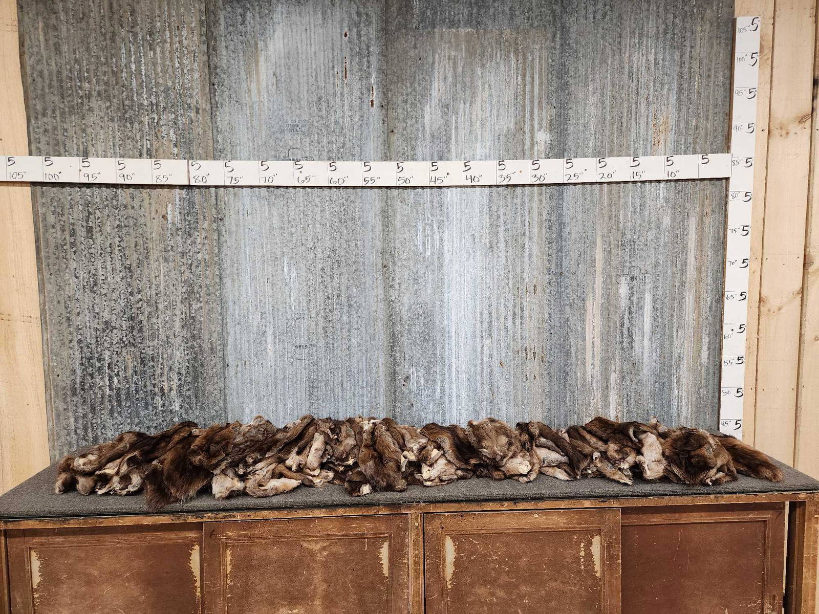 122 Soft Tanned Muskrat Furs Taxidermy (0148A) on Mar 16, 2023