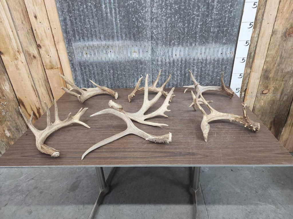 13.2 lbs Of Deer Shed Antlers (1 of 8)