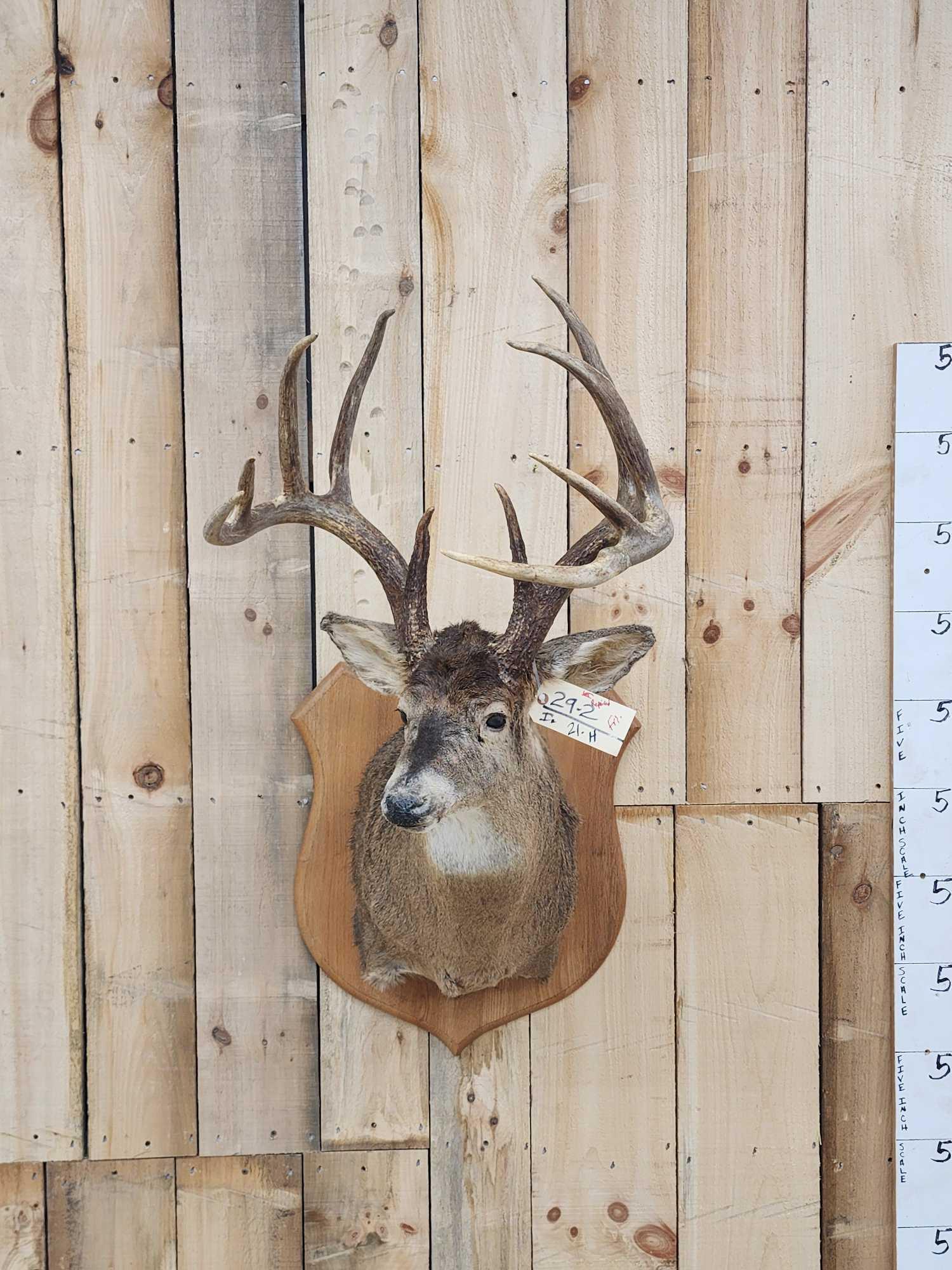 Big 5x5 Whitetail Shoulder Mount Taxidermy (1 of 5)