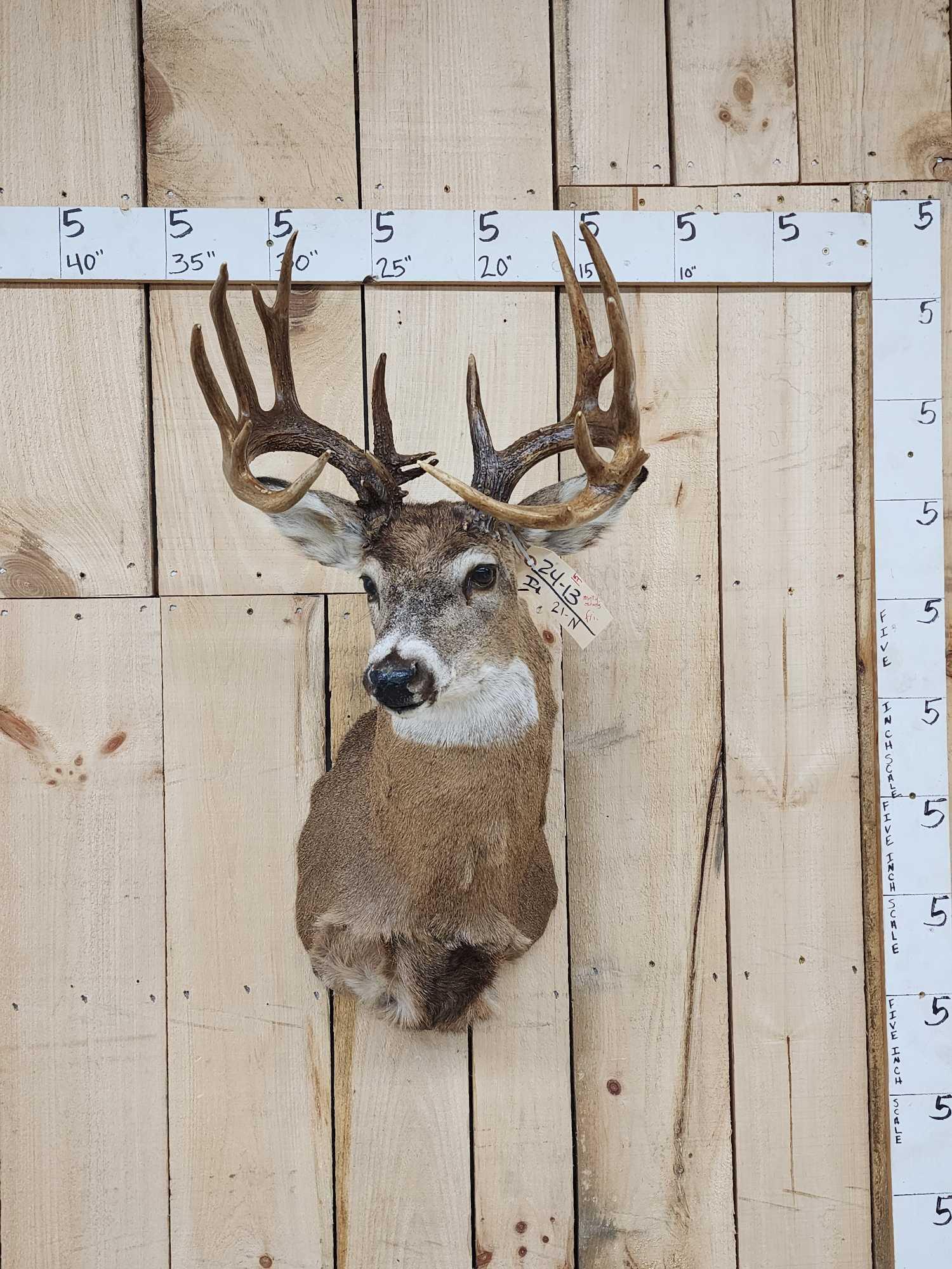 Main Frame 6x6 Whitetail Shoulder Mount Taxidermy (1 of 3)