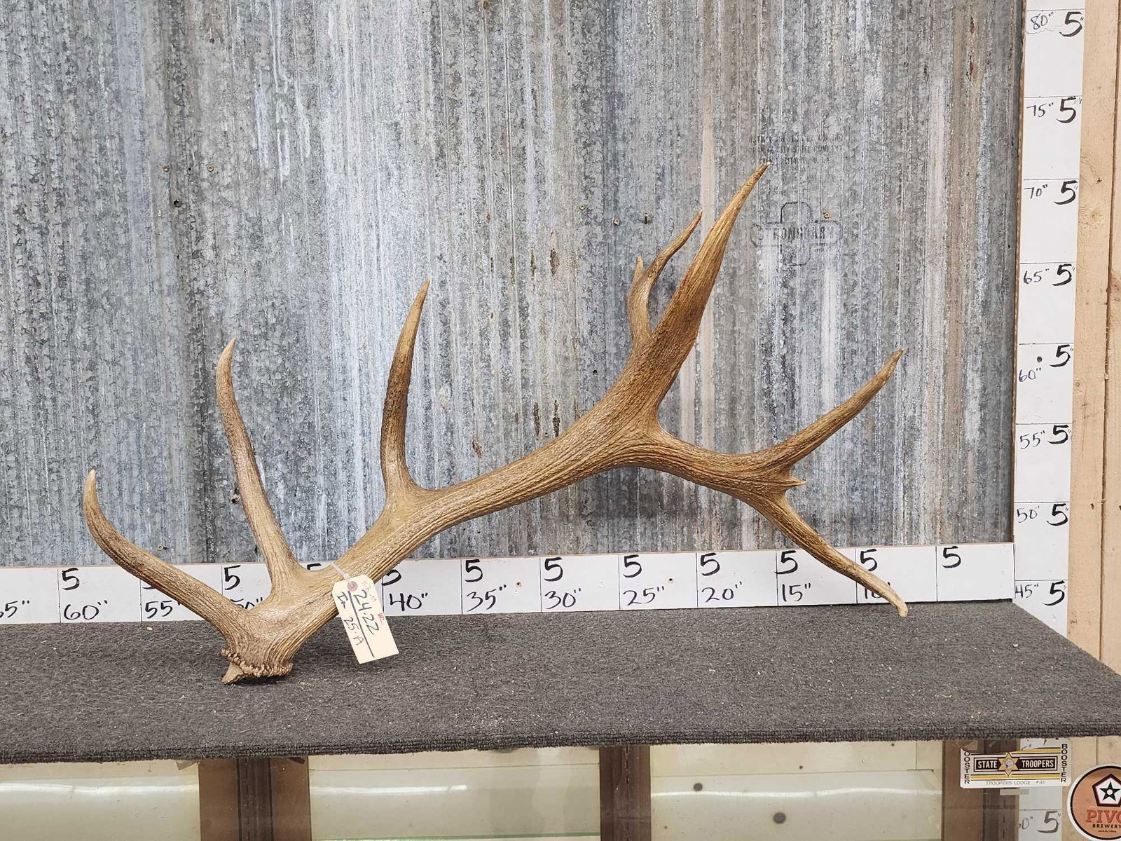 Big 9 Point Self Standing Elk Shed Antler (1 of 5)