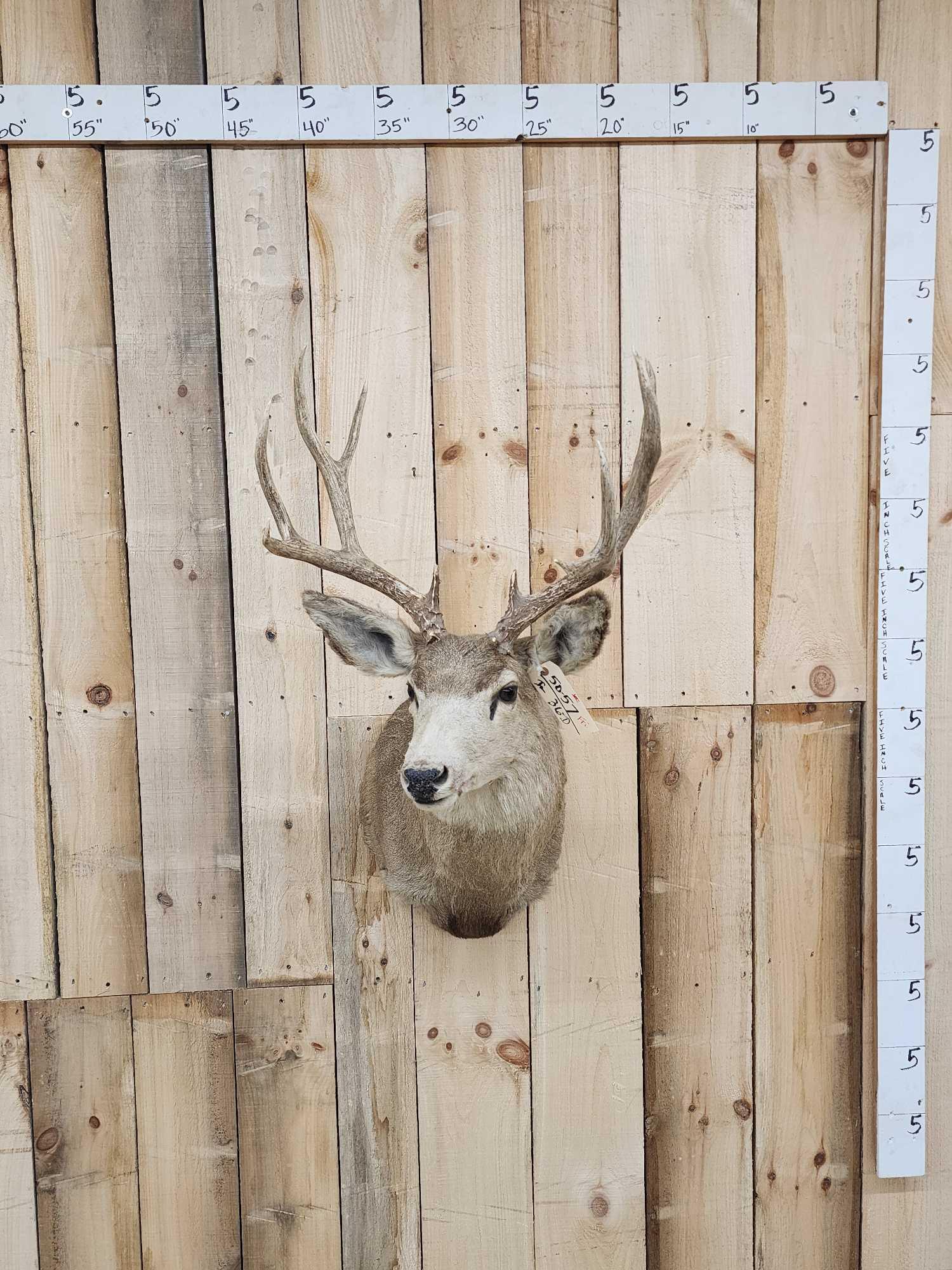 5x5 Mule Deer Shoulder Mount Taxidermy (1 of 4)