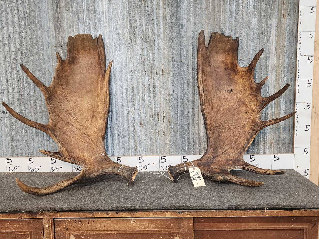Set Of 27 Pound Alaskan Moose Antlers Mar 17, 2023 Circle M