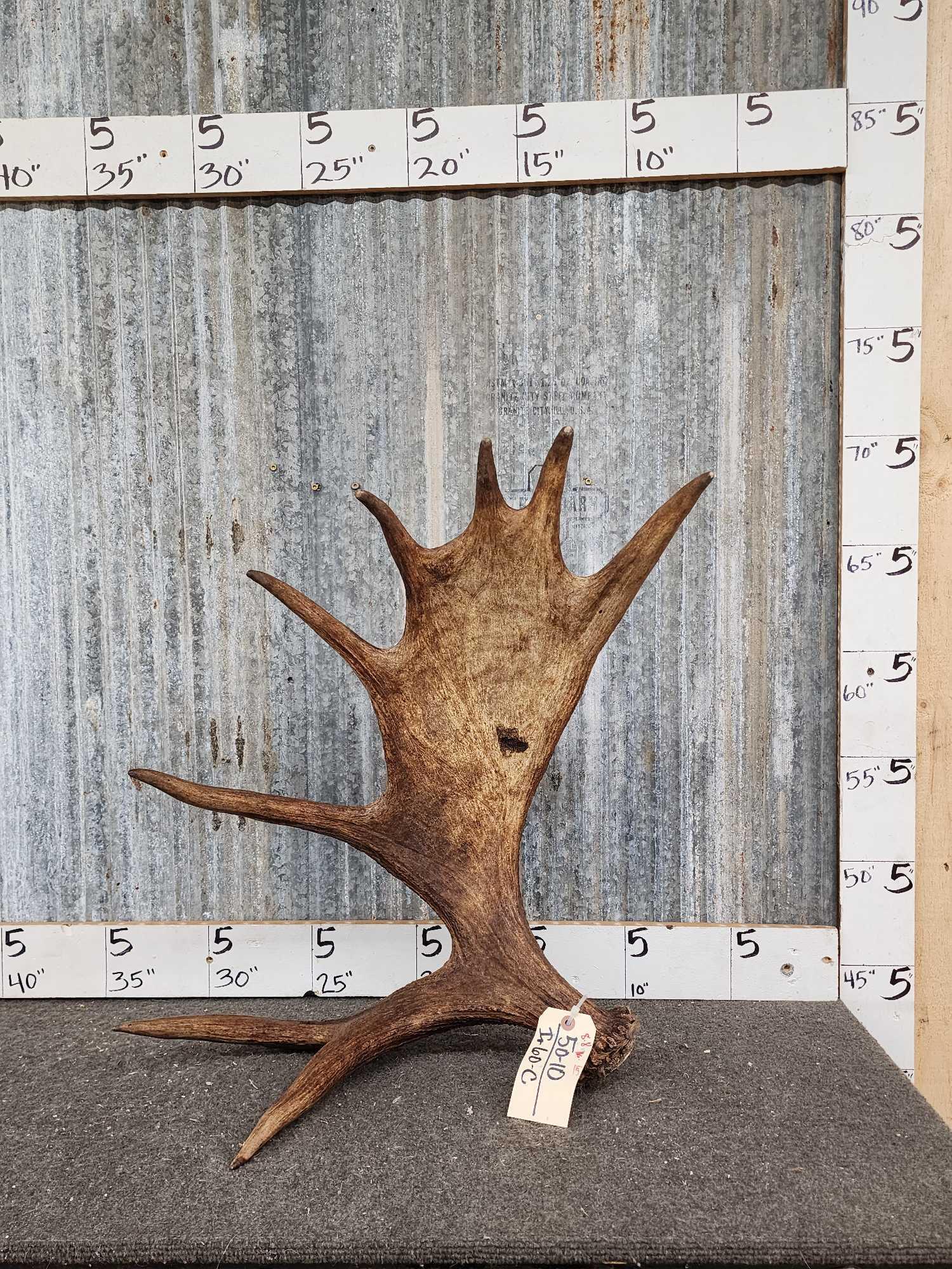 Self Standing Moose Antler Paddle: 50.10 Great natural color just the right size for carving or crafts 8.8 lbs cut below the burr per Alaskan export law