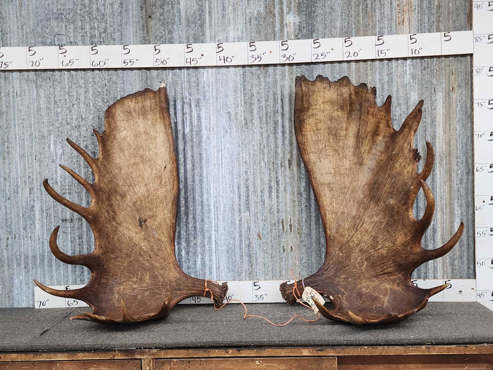 Moose antlers for sale best sale