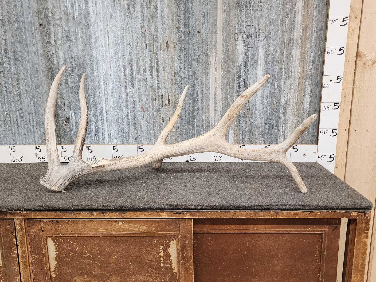6 Point Droptine Elk Shed Antler (1 of 5)