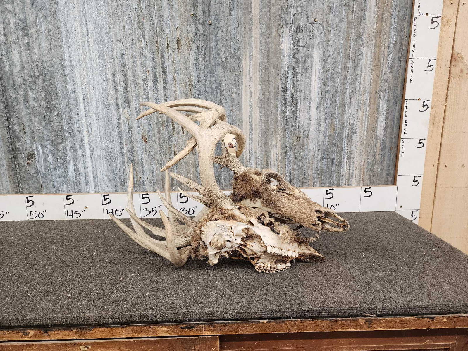 2 Sets Of Locked Whitetail Antlers On Skull (0117) on Mar 17, 2023