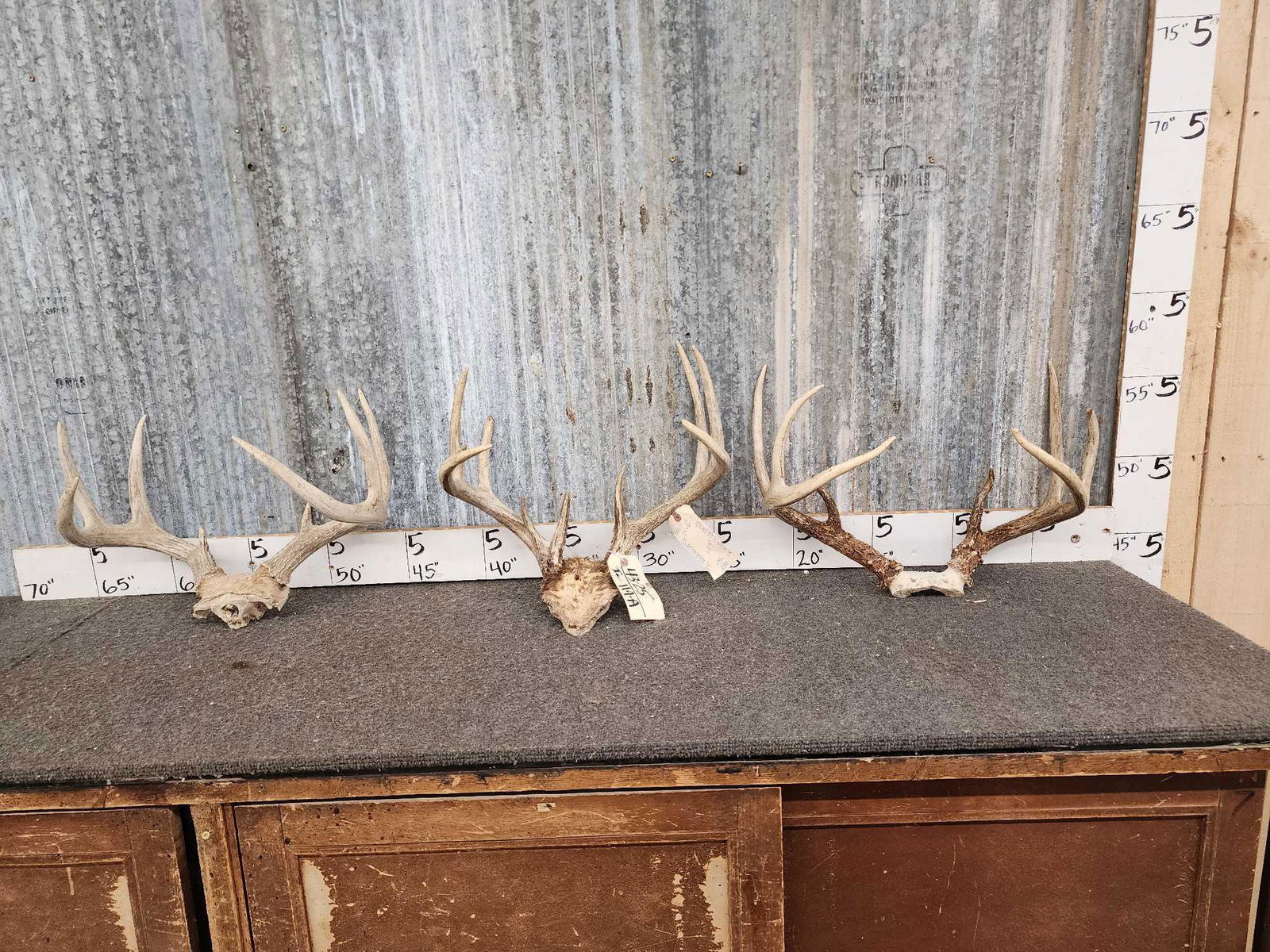 3 Sets Of Whitetail Antlers On Skull Plate (1 of 4)