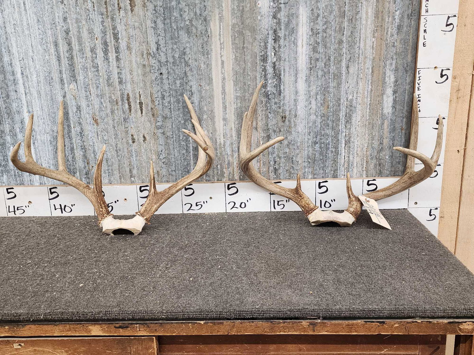2 Sets Of Whitetail Antlers On Skull (1 of 3)