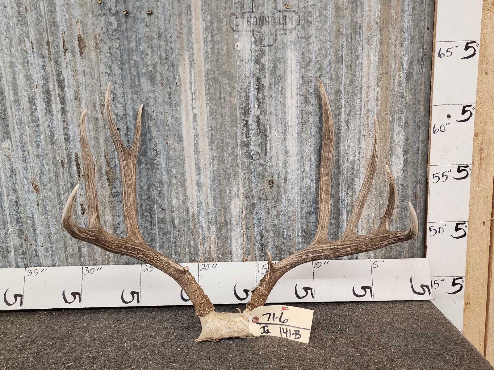 5x5 Whitetail Mule Deer Hybrid Antlers On Skull Plate (1 of 3)