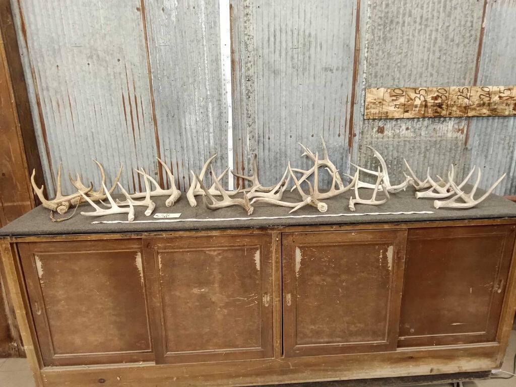 17.8 lbs Of Whitetail Shed Antlers: 28.196 Great for crafts or dog chews 17pcs total