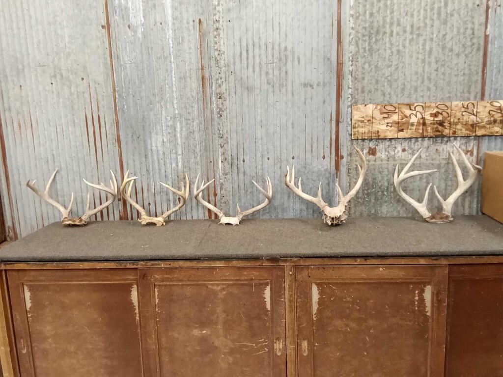 5 Sets Of Whitetail Antlers On Skull Plate (1 of 4)