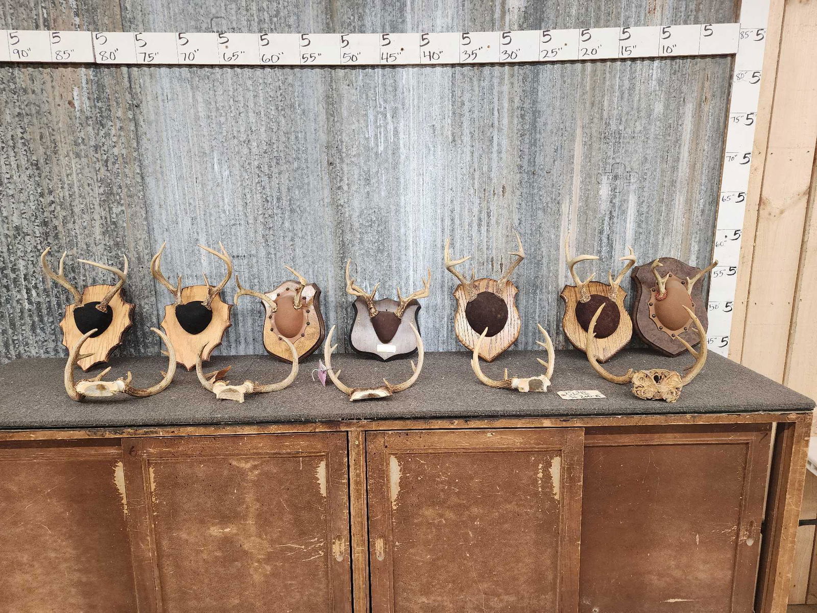 12 Sets Of Whitetail Antlers On Skull Plate & Plaques (1 of 4)