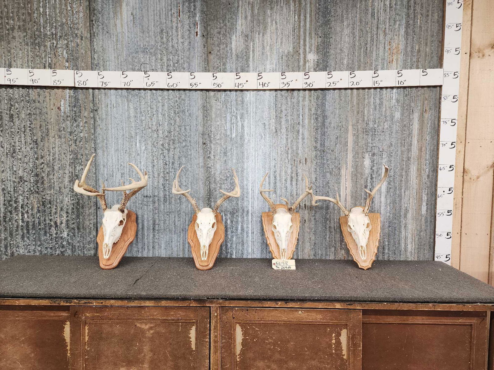 4 Sets Of Whitetail Antlers On Skulls & Matching Plaques (1 of 4)