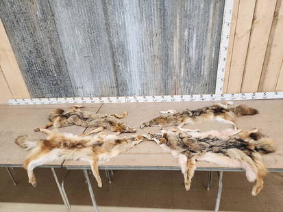 4 Soft Tanned Coyote Furs Taxidermy: 22.32 Great colors thick prime fur feet intact