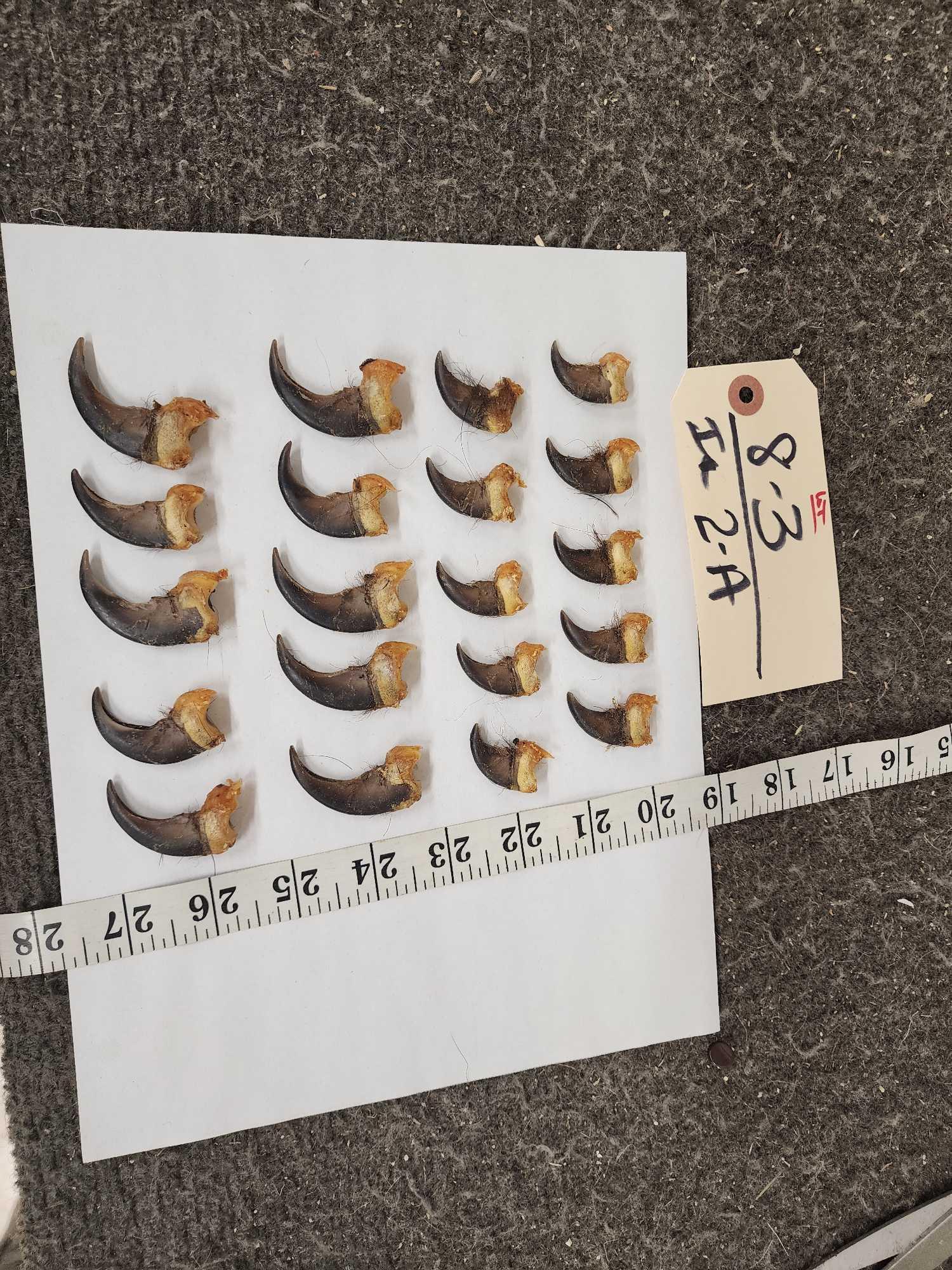 Set Of 20 Black Bear Claws Taxidermy (1 of 4)