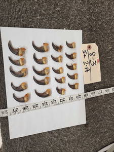 Set Of 20 Black Bear Claws Taxidermy