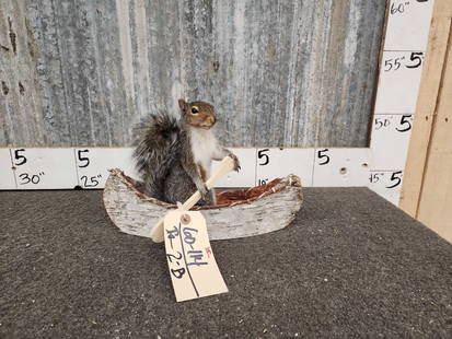 Squirrel In A Birch Bark Canoe Taxidermy: 60.114 Brand new mount 