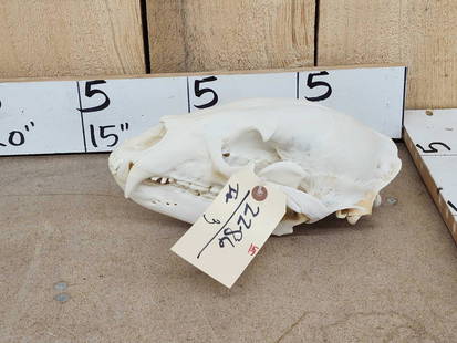 Black Bear Skull Taxidermy: 22.86 Professionally cleaned and whitened