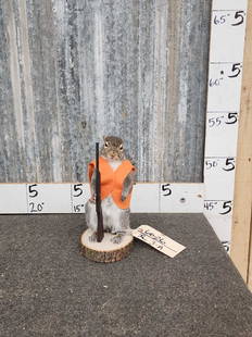 Hunting Squirrel Full Body Taxidermy: 60.26 Brand new mount great oddities novelty piece 
