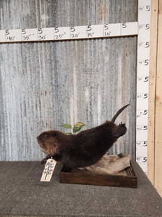 Juvenile Black Beaver Full Body Taxidermy: 68.32 Cool mount in swimming pose with habitat 