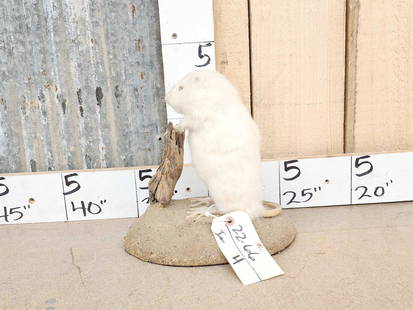 Albino Muskrat Full Body Taxidermy Mount: 22.66 Kind of a rare piece