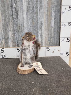 Backpacking Squirrel Full Body Taxidermy: 60.9 New mount great oddities novelty piece 